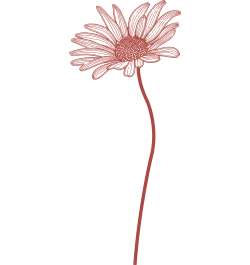 daisy-petite