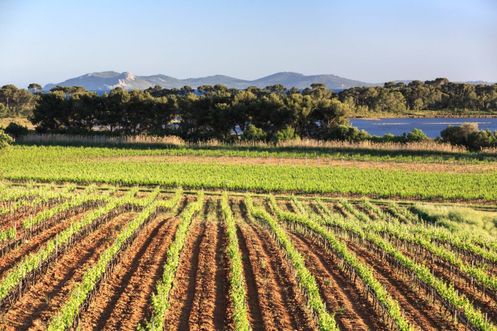 Château SainteMarguerite Cru Classé de Provence, La LondelesMaures
